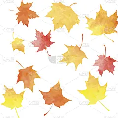 一组剪影的枫叶在水彩