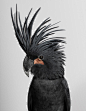 被激怒的鸟类肖像 | 澳大利亚悉尼摄影师、鸟类爱好者 Leila Jeffrey