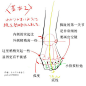 #设计秀#动漫脚部的绘画参考，非常详细的讲解及分析，自己收藏，转需~#SAI资源库#