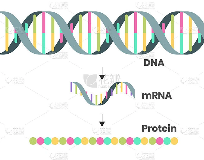 蛋白质合成示意图。白色上分离的DNA, mRNA和多肽链的说明素材-花瓣网