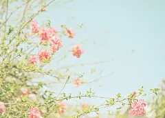 12623417431048、Shana Rae、Flickr、收集美好、花花
