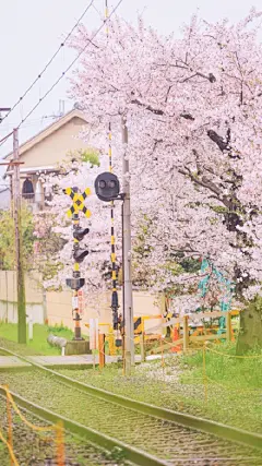 小清新樱花壁纸，#手机壁纸##高清无水印壁纸##小清新壁纸##樱花壁纸#