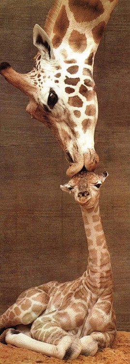 Giraffes