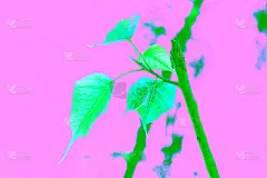 鲜花和树叶