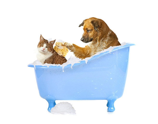 洗澡的小狗和小猫图片素材