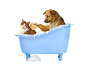 洗澡的小狗和小猫图片素材