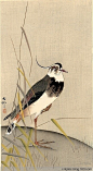 小原古邨（日本）绘画作品