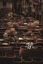 Famous dyeing tannery in Fez, Morocco