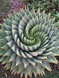 Aloe polyphylla, or spiral aloe - drought tolerant