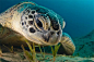 animal-photography-26