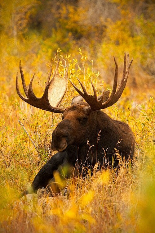 The Golden Moose by ...