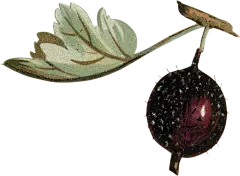 HTC_Heritage Library_Berry BoostElement 1