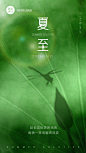 夏至实景荷叶影子节气祝福全屏转发