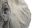 Endangered - Tim Flach