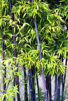 小虫虫的植物园林采集到Z-竹类