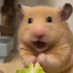 无字表情包_百度图片搜索