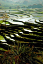 Rice Paddies, Yunnan, China
