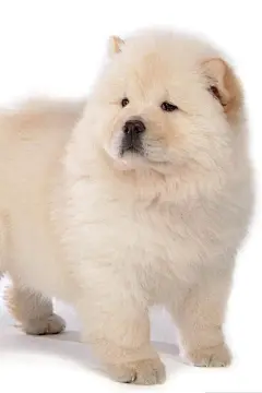 松狮犬各种萌高清手机壁纸