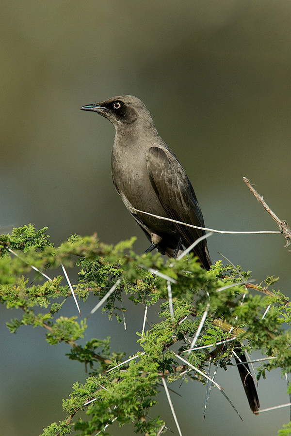 雀形目椋鸟科椋鸟属灰彩椋鸟
