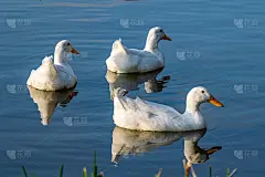 黄昏时分，白色的北京鸭在平静的湖面上游泳