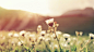 Daisy flowers growing at sunrise in meadow in Spring