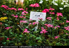 春季花卉 春季美丽 花团锦簇 五颜六色 园林艺术 春天园林 纯洁 花朵开花 野花 草丛 壁纸 小清新粉色花 淡雅别致 绿意盎然 鲜花
【参数】 14.63 MB | JPG | 6720×4480 | 240DPI | RGB