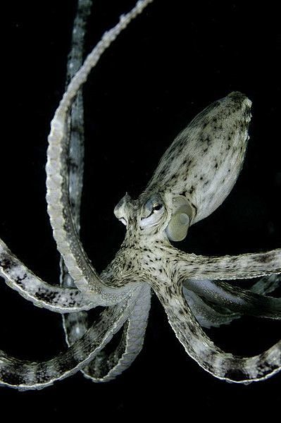 mimic octopus图片