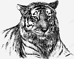 逼真手绘老虎矢量图 页面网页 平面电商 创意素材