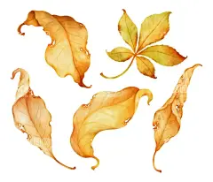 枯叶落叶插画  - 源文件下载【酷图网】枯叶,枯叶素材,落叶素材,秋叶,秋叶素材