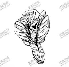 蔬菜 【酷图网】矢量蔬菜,矢量图,水果,水果矢量图,蔬菜,手绘蔬菜,蔬菜插画,花生,菜谱素材,川菜,生活插画,玉米,萝卜,手绘茄子,插画素材,洋葱,辣椒,青椒,盘子,蘑菇,南瓜,芹菜,木瓜,西红柿,芒果,青瓜,红萝卜,豌豆,苦瓜,土豆,西兰花