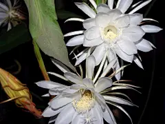 昙花一现图片桌面高清壁纸桌面壁纸4