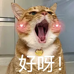 小猫咪表情包来咯 - 小红书