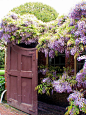 wisteria | Flowers :) | Pinterest
