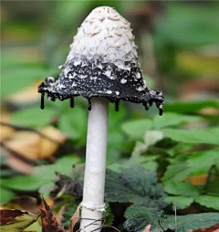 西芹花采集到植物