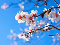 春天 开花 布卢姆 美丽的 樱桃树 花壁纸 美丽的花朵 宏