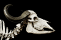 牛头骨, 头骨, 非洲水牛, Syncerus 黑奴, 水牛, 角, 骨架, 骷髅和交叉骨, 牛肉