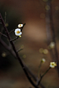 人生如花花如梦