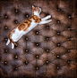 小猫睡在扣子皮革背景上照片素材-图片ID：315576044