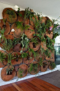 bromeliad and air plants growing vertical in circular log planters on wall