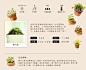 依恋肉肉植物姬玉露草玉露进口多肉植物办公室客厅绿植盆栽小花卉-tmall.com天猫