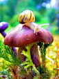 奇妙的大自然，这些色彩斑斓的蘑菇简直就是艺术品！