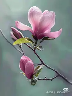 花草集 - 高清图片，堆糖，美图壁纸兴趣社区