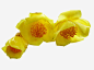 三朵金花茶_新图网 https://www.ixintu.com 三朵花 花朵 花茶 黄色 金花茶