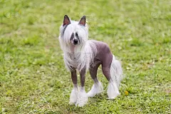 中国冠毛无毛犬