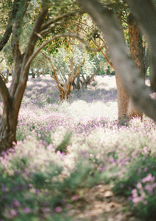 春天的森林，拉斯维加斯，加利福尼亚
 