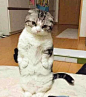 主人早上睡醒就看见萌萌的猫咪，心情舒畅！下一秒就怀疑人生了_【快资讯】 _猫漫画采下来 #率叶插件，让花瓣网更好用#