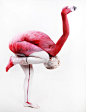 The Human Flamingo by Gesine Marwedel - AD518.com - 最设计