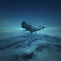 WHALE DREAMS : photomanipulation