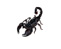 蝎子 高清昆虫 昆虫写实 透明背景