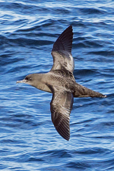 鹱形目鹱科鹱属灰鹱背部